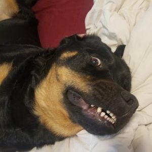 Meet your Posher, Robin